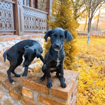 Собаки в добрые руки - щенки - 3