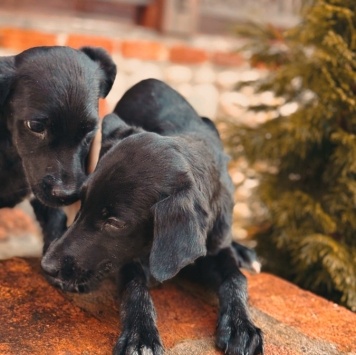 Собаки в добрые руки - щенки - 4