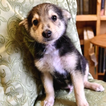 Собаки в добрые руки - Ринго