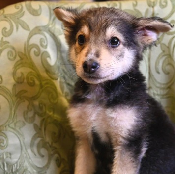 Собаки в добрые руки - Ринго - 1