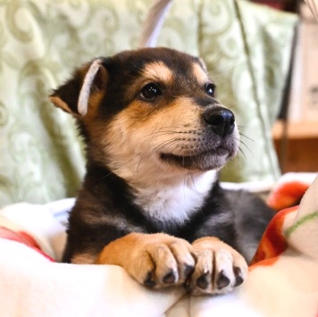 Собаки в добрые руки - Брут