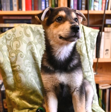 Собаки в добрые руки - Брут - 1