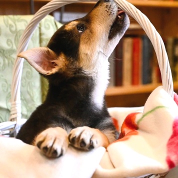 Собаки в добрые руки - Брут - 2