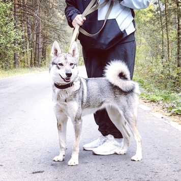 Собаки в добрые руки - Ялта