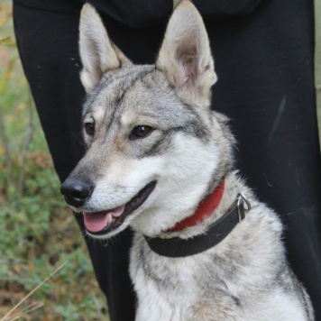 Собаки в добрые руки - Ялта - 1