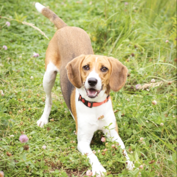 Собаки в добрые руки - Айя