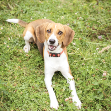 Собаки в добрые руки - Айя - 1