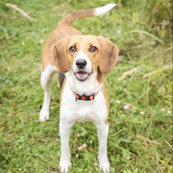 Собаки в добрые руки - Айя - 2