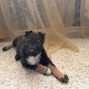 Собаки в добрые руки - Мия