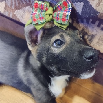 Собаки в добрые руки - Мия - 1