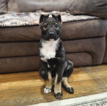 Собаки в добрые руки - Мия - 2