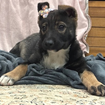 Собаки в добрые руки - Мия - 3