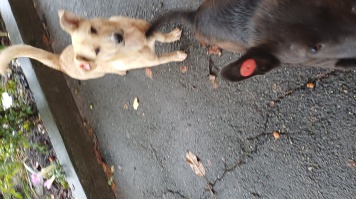 Собаки в добрые руки - Друг