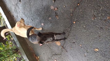 Собаки в добрые руки - Друг - 1