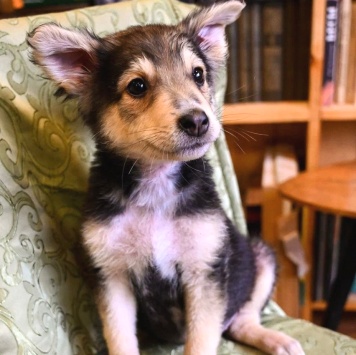 Собаки в добрые руки - Ринго