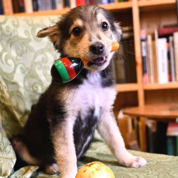 Собаки в добрые руки - Ринго - 1