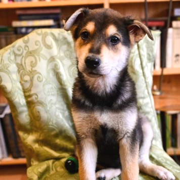 Собаки в добрые руки - Брут