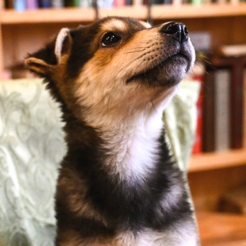 Собаки в добрые руки - Брут - 1