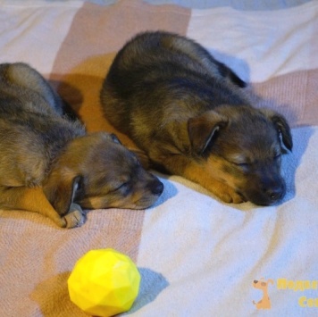 Без имени - Собаки в добрые руки