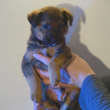 Найденные собаки - Без имени - 1