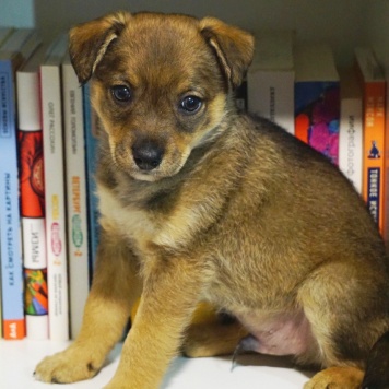 Найденные собаки - Без имени - 2