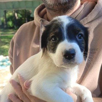 Боб - Собаки в добрые руки