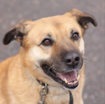 Собаки в добрые руки - Хана