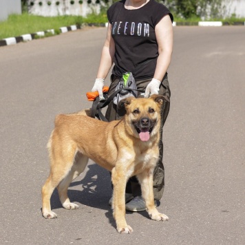 Собаки в добрые руки - Хана - 1