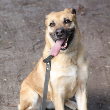 Собаки в добрые руки - Хана - 2