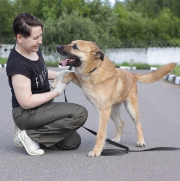 Собаки в добрые руки - Хана - 3