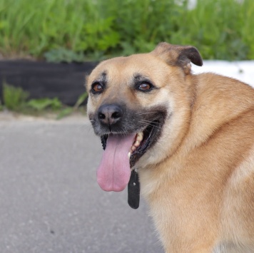 Собаки в добрые руки - Хана - 4