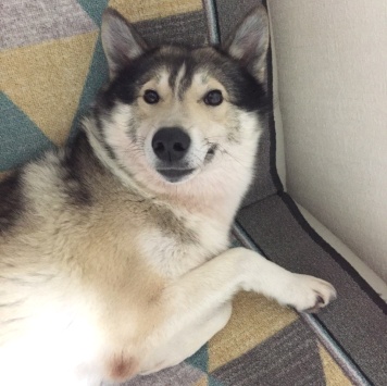 Собаки в добрые руки - Дюк - 1