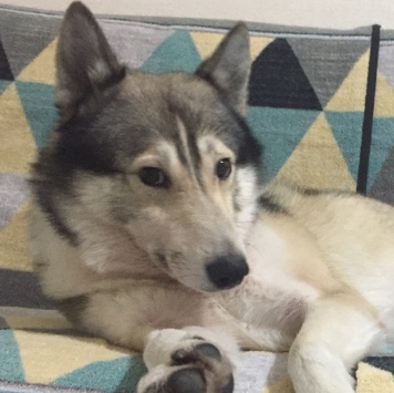 Собаки в добрые руки - Дюк - 3