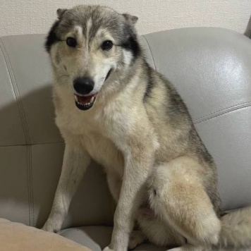 Найденные собаки - Дюк