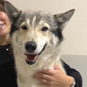 Найденные собаки - Дюк - 2