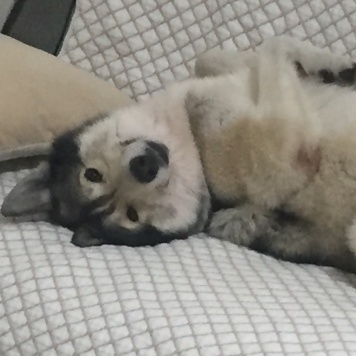 Найденные собаки - Дюк - 4