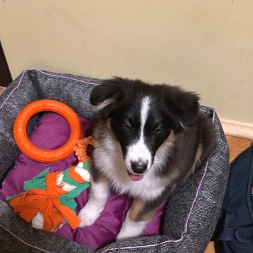 Каин - Собаки в добрые руки