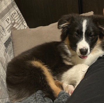 Собаки в добрые руки - Каин - 1