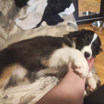 Собаки в добрые руки - Каин - 2