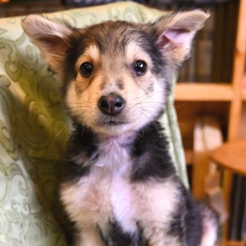 Собаки в добрые руки - Ринго