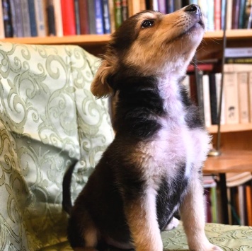 Собаки в добрые руки - Ринго - 1