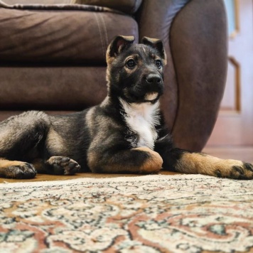 Собаки в добрые руки - Луна