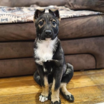 Собаки в добрые руки - Луна - 1