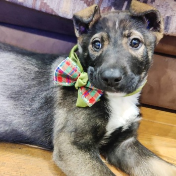 Собаки в добрые руки - Луна - 2