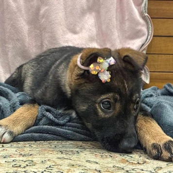 Собаки в добрые руки - Луна - 3