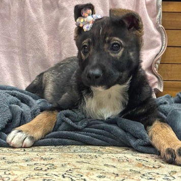 Собаки в добрые руки - Луна - 4