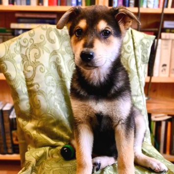 Брут - Собаки в добрые руки