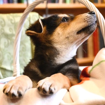 Собаки в добрые руки - Брут - 1