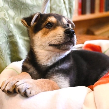 Собаки в добрые руки - Брут - 2