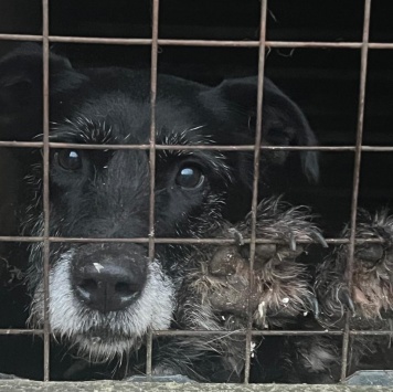 Собаки в добрые руки - Багги